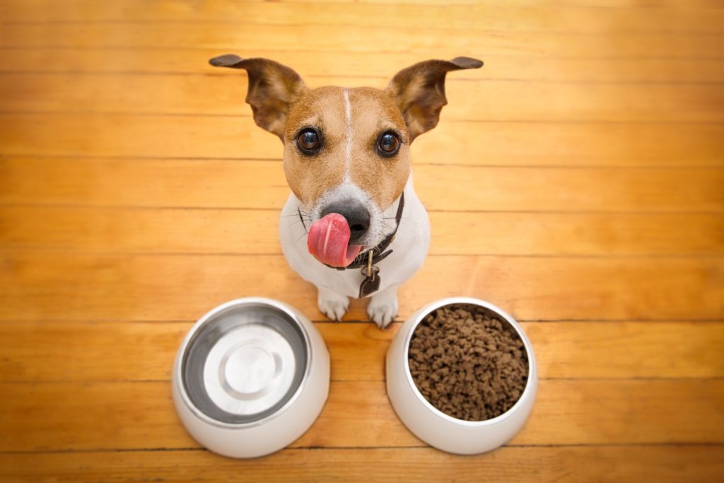 pet-food-animal-feed-ingredient-solutions